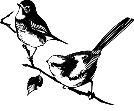 birds